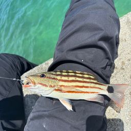 アミメフエダイ