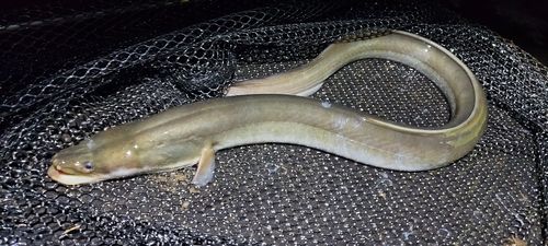 ウナギの釣果