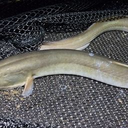 ウナギ