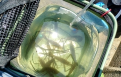 テナガエビの釣果