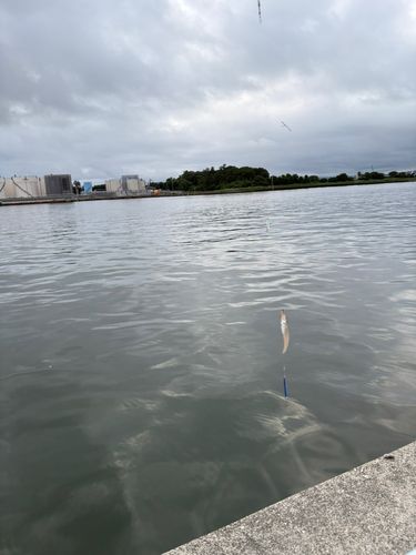 キスの釣果