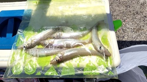 キスの釣果