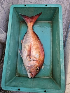 マダイの釣果