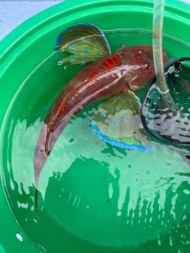 ホウボウの釣果