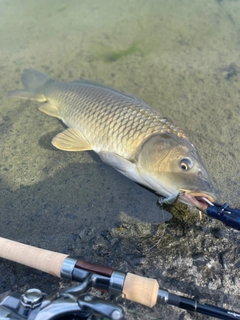 コイの釣果