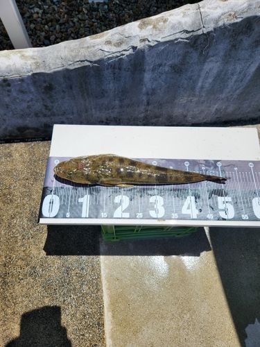 マゴチの釣果