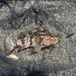 タケノコメバル