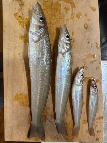 シロギスの釣果