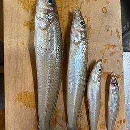 シロギス