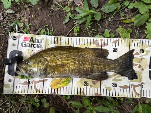 スモールマウスバスの釣果