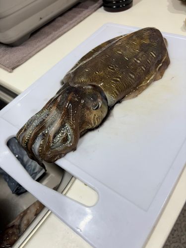 モンゴウイカの釣果
