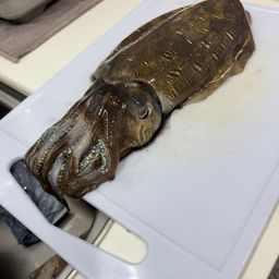モンゴウイカ