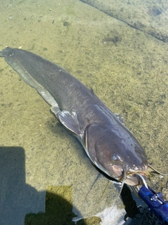 ナマズの釣果
