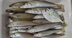 シロギスの釣果