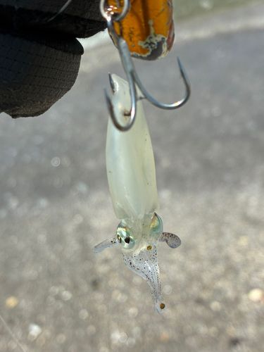 イカの釣果