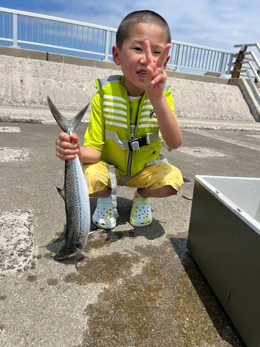 サゴシの釣果