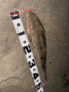 マゴチの釣果