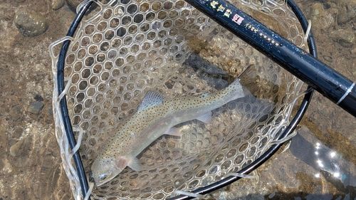 ニジマスの釣果