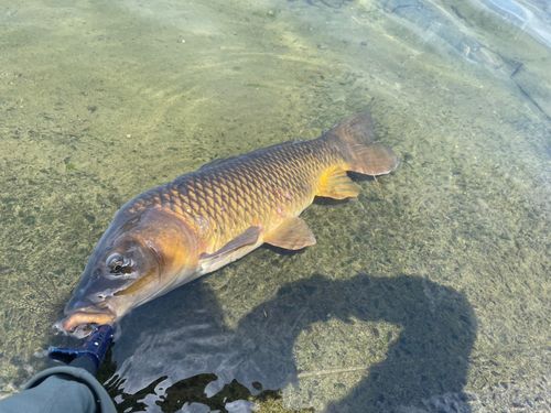 コイの釣果