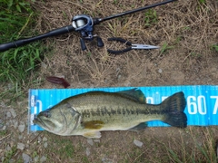 ブラックバスの釣果