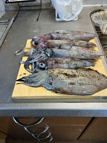 ヤリイカの釣果