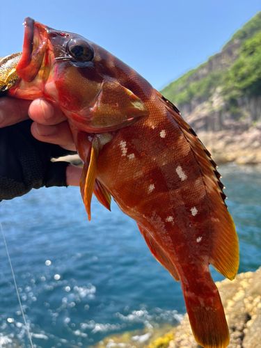 アカハタの釣果