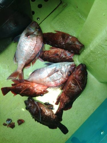 マダイの釣果
