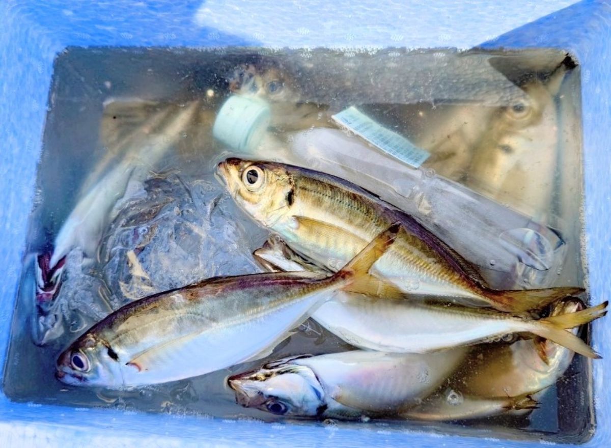 釣り船西野屋さんの釣果 2枚目の画像