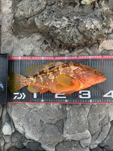 アコウの釣果