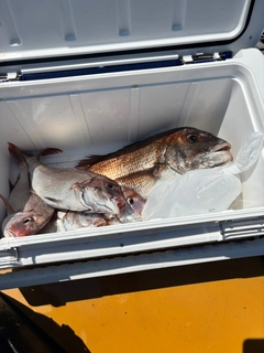 タイの釣果
