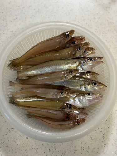 キスの釣果