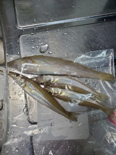 キスの釣果
