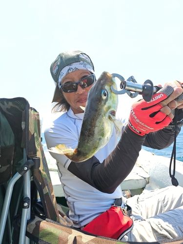 シロサバフグの釣果