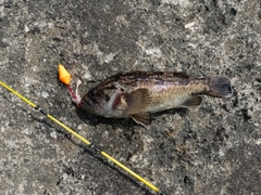 クロソイの釣果