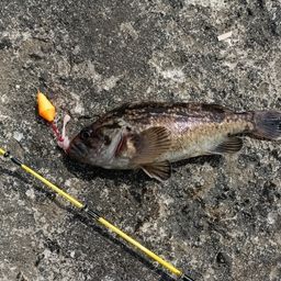 クロソイ