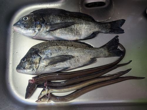 クロダイの釣果
