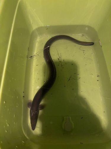 ウナギの釣果
