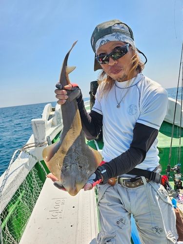 サカタザメの釣果