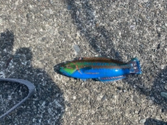 ショゴの釣果