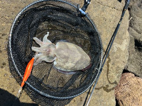 コウイカの釣果
