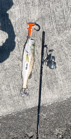 コノシロの釣果