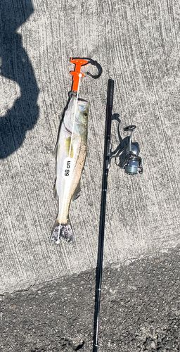 コノシロの釣果