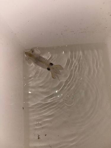 ヒイカの釣果