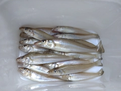 キスの釣果