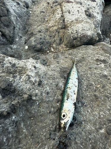 マサバの釣果