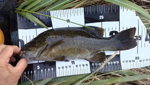 スモールマウスバスの釣果