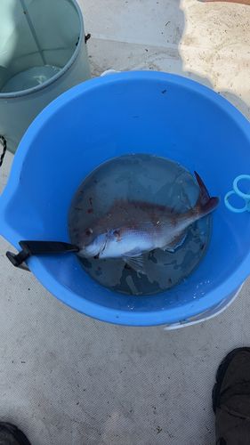 アカアマダイの釣果
