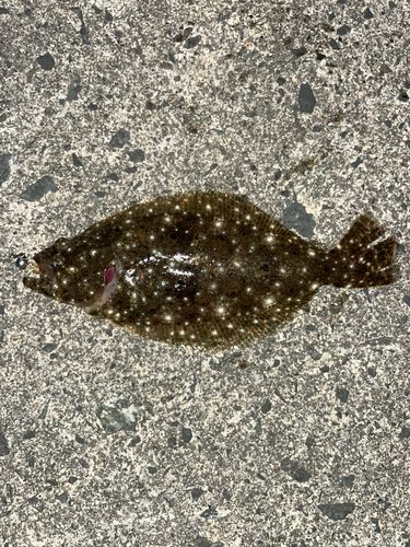 ヒラメの釣果