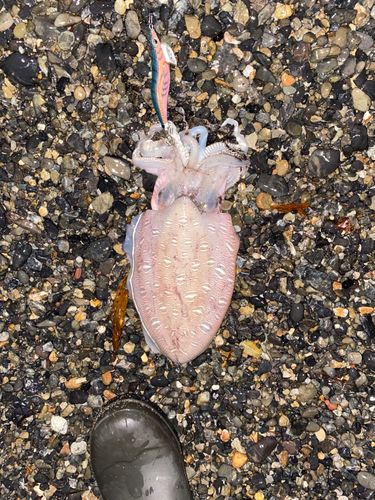 コウイカの釣果