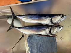 マルソウダの釣果